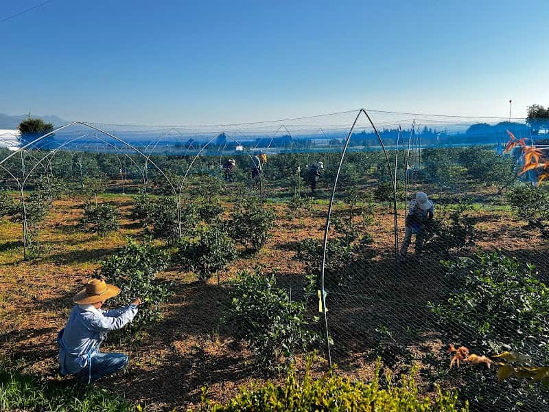 BB 唐沢園 blueberry farmの店内風景