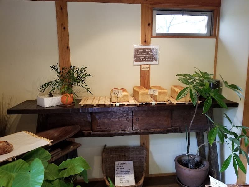 むくの木の写真