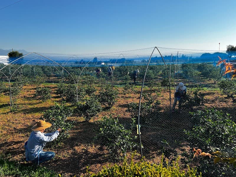 BB 唐沢園 blueberry farmの写真